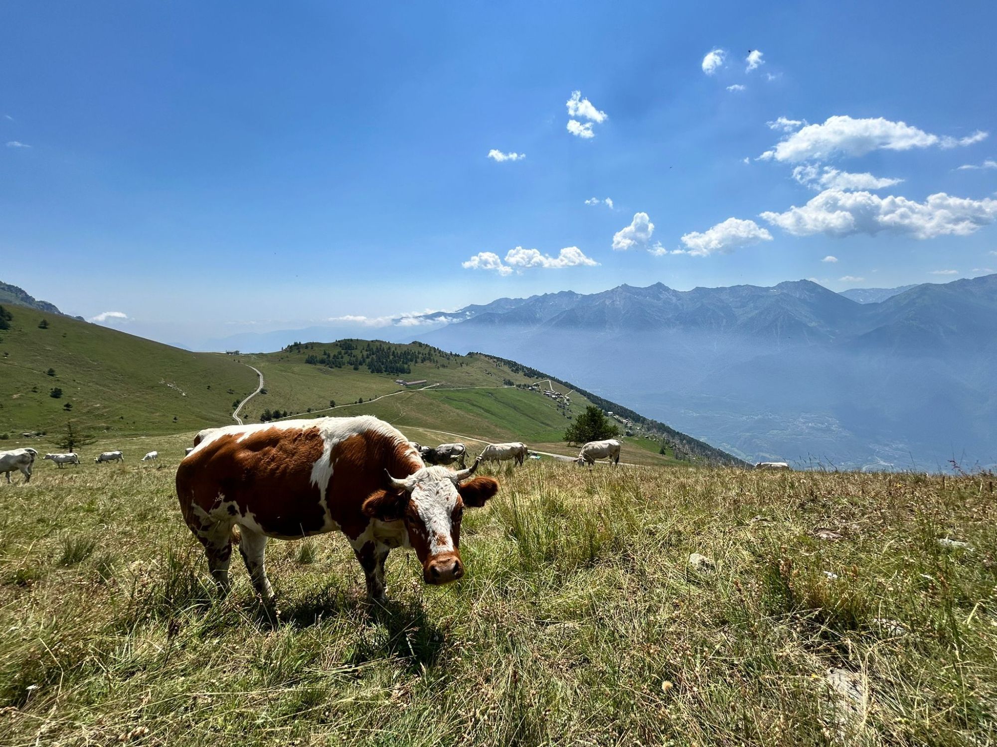 Hero In E-Bike da Susa al Moncenisio: Un'Avventura tra Natura e Sapori di Montagna