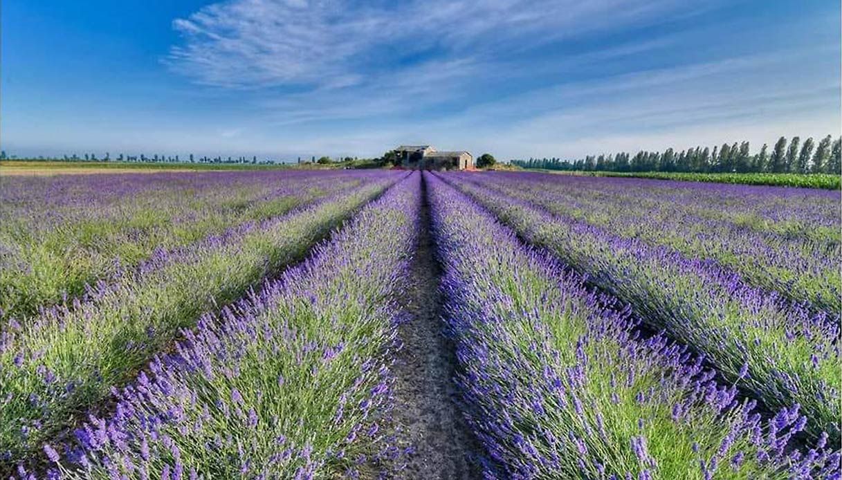 Hero Lavanda del Delta