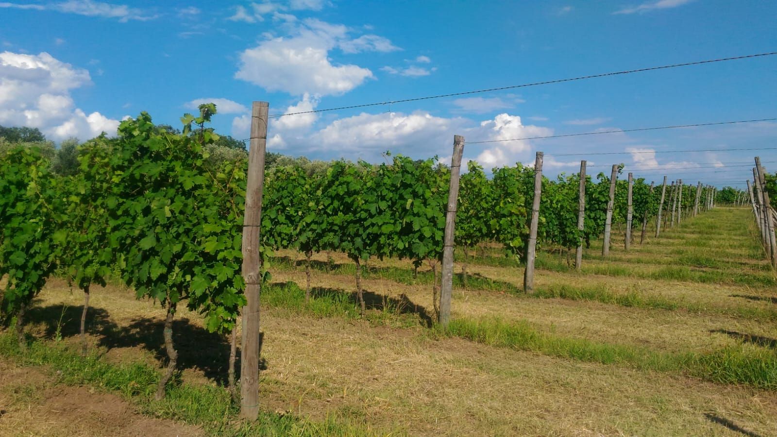 Hero Azienda Agricola Cantina Zannini Domenico