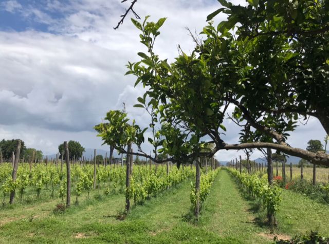 Hero Vitis Aurunca
