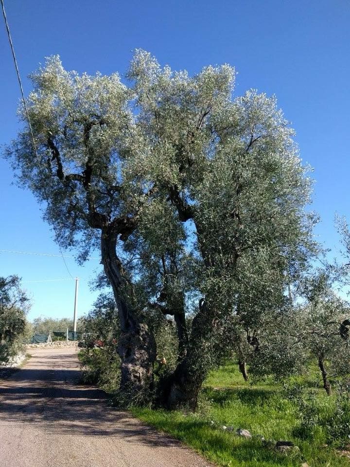 Hero ULIVO ANTIGNANO