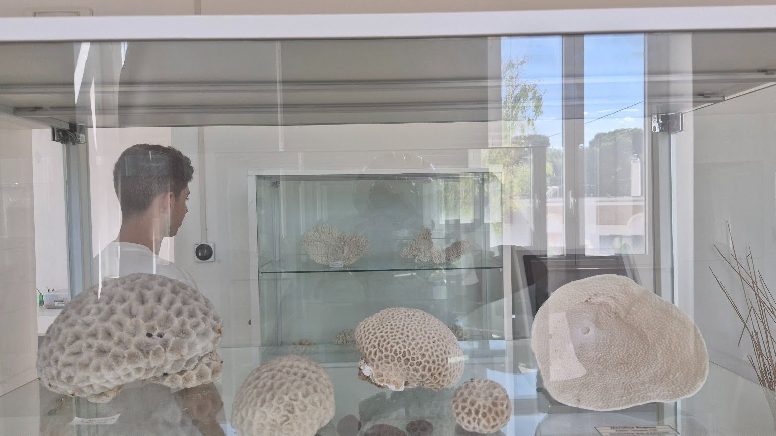 Hero Museo civico del corallo bianco Leukos