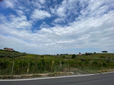 Le vigne del frascati superiore
