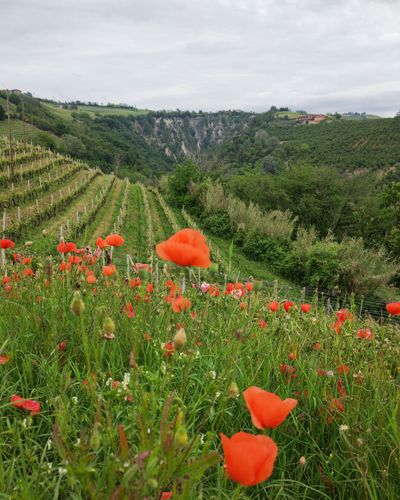 Giorno 5: Neive, Rocche dei Sette Fratelli, Barbaresco