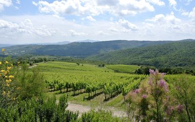 Percorso panoramico tra i colli e la pianura della Maremma