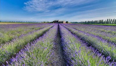 La Lavanda