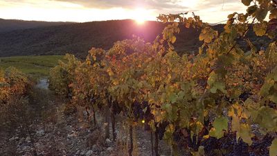 Vigneti, uliveti e prati fioriti
