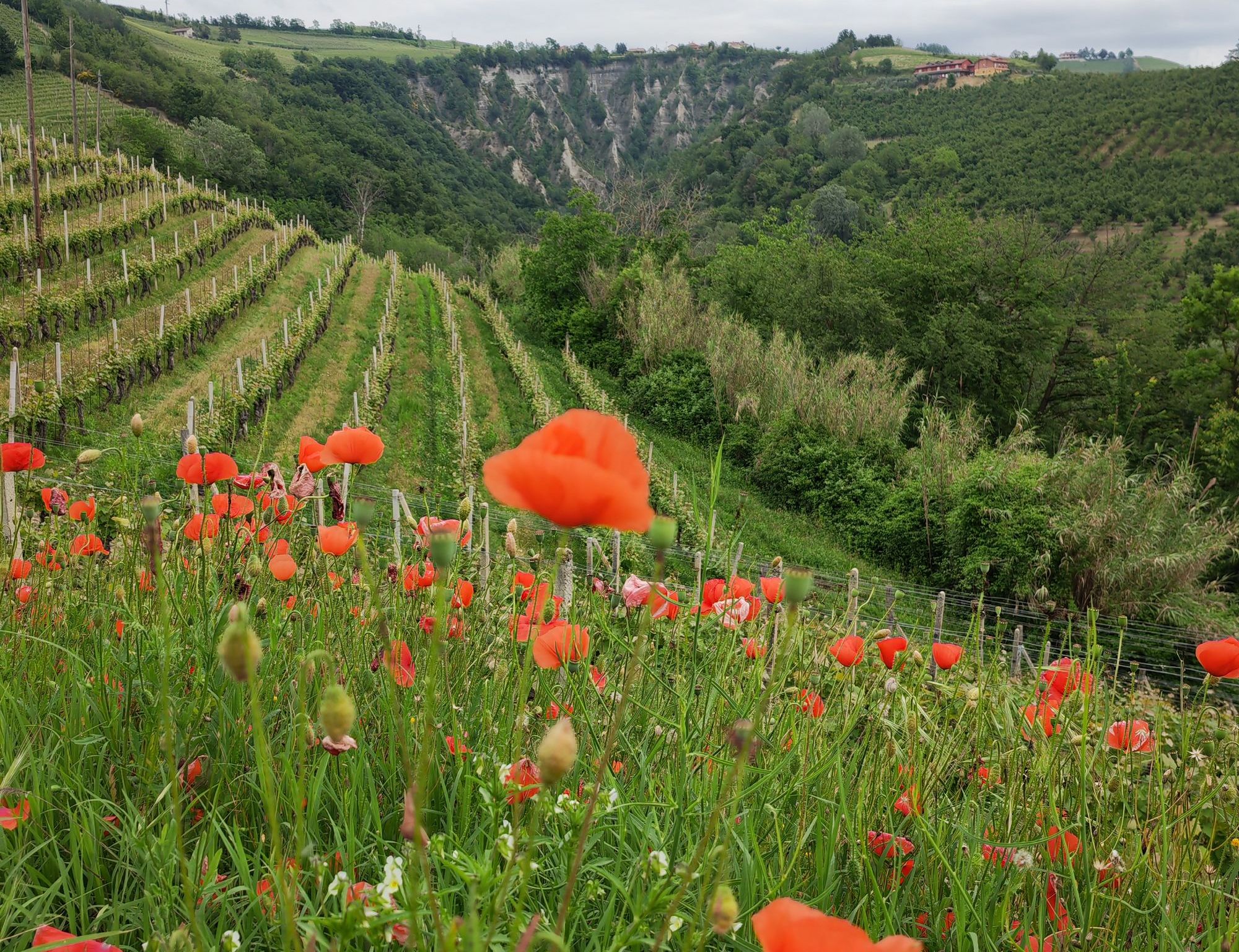 Hero Giorno 5: Neive, Rocche dei Sette Fratelli, Barbaresco