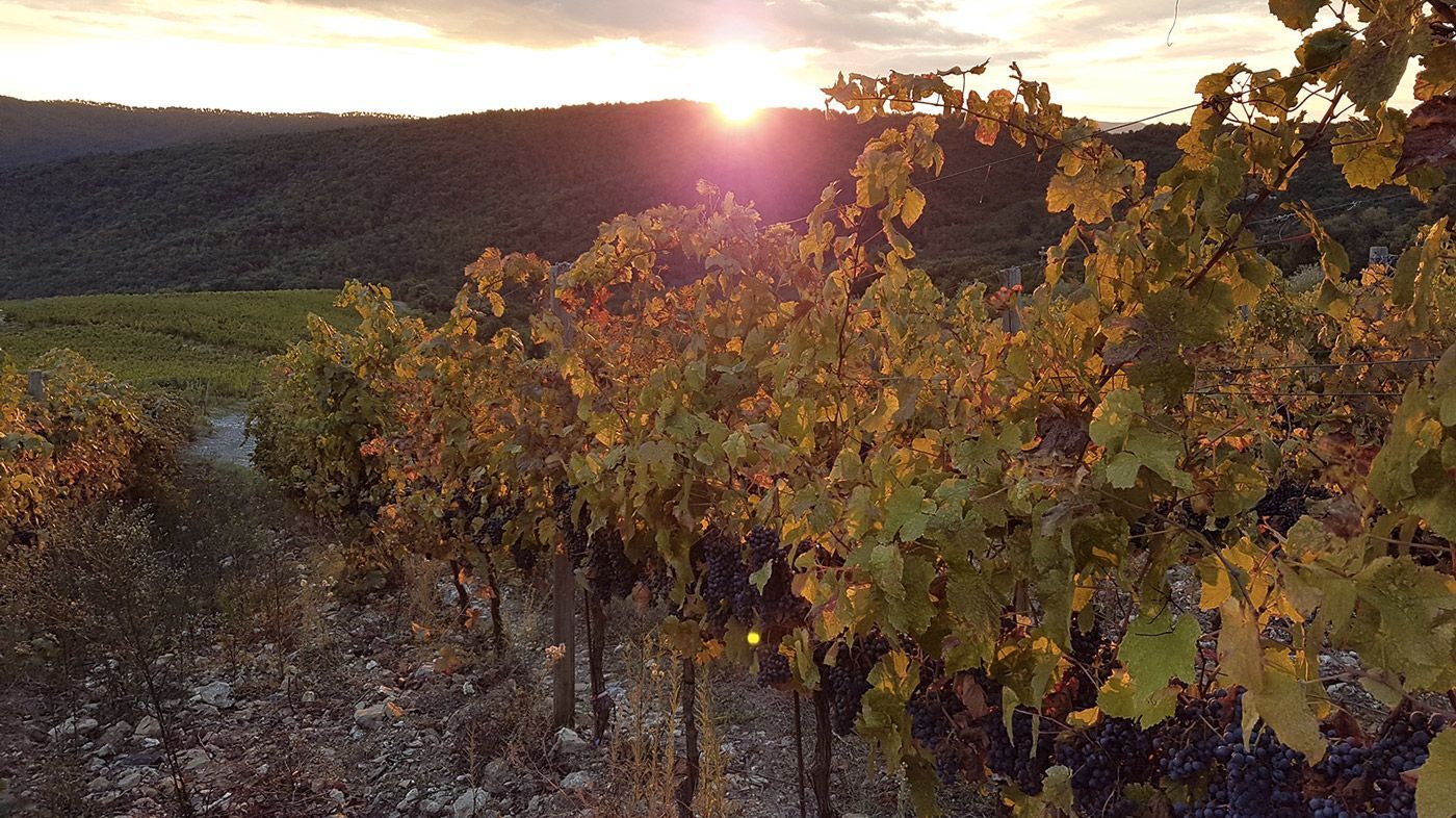 Hero Vineyards, olive groves and flowered meadows