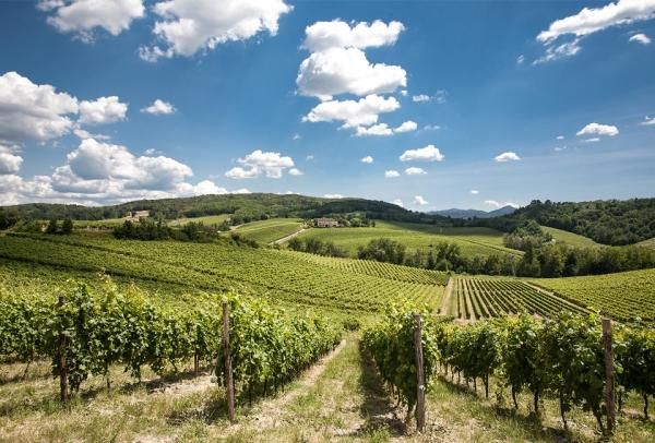 Hero Tra i vigneti  del Gavi
