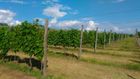 Azienda Agricola Cantina Zannini Domenico