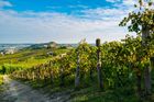 Azienda Agricola Serra Domenico