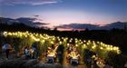 Azienda Vinicola Tenuta la Graziosa