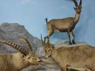 Il Museo Naturalistico del fiume Po