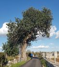 Albero secolare di Ugento