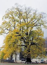 Immagine descrittiva per percorso