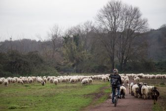 Immagine descrittiva per percorso